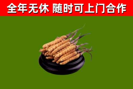 梨树回收散虫草