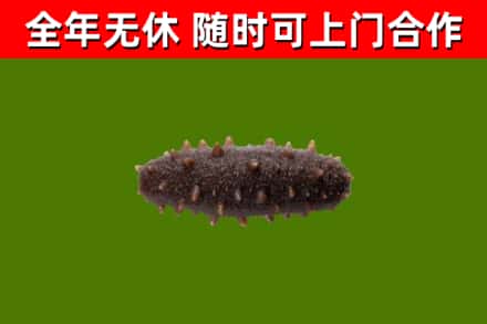 梨树回收海参干